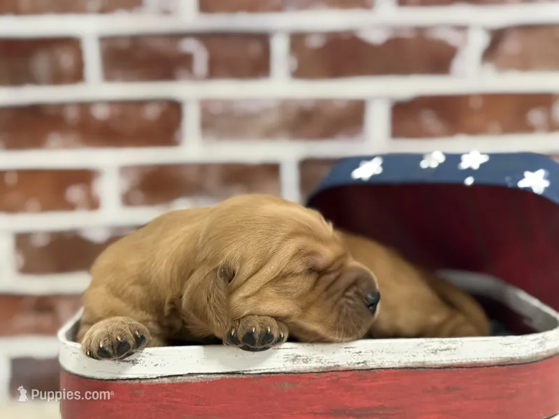 Boy2 – Golden Retriever puppy for sale in Cecilia, KY