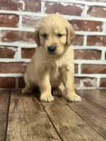 Light blue collar, a male Golden Retriever for sale in Cecilia, KY – 2 of 3