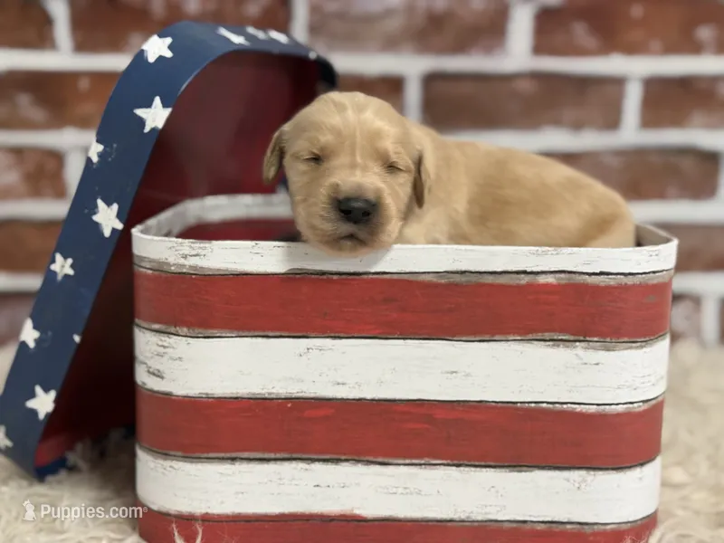 Boy3a – Golden Retriever puppy for sale in Cecilia, KY