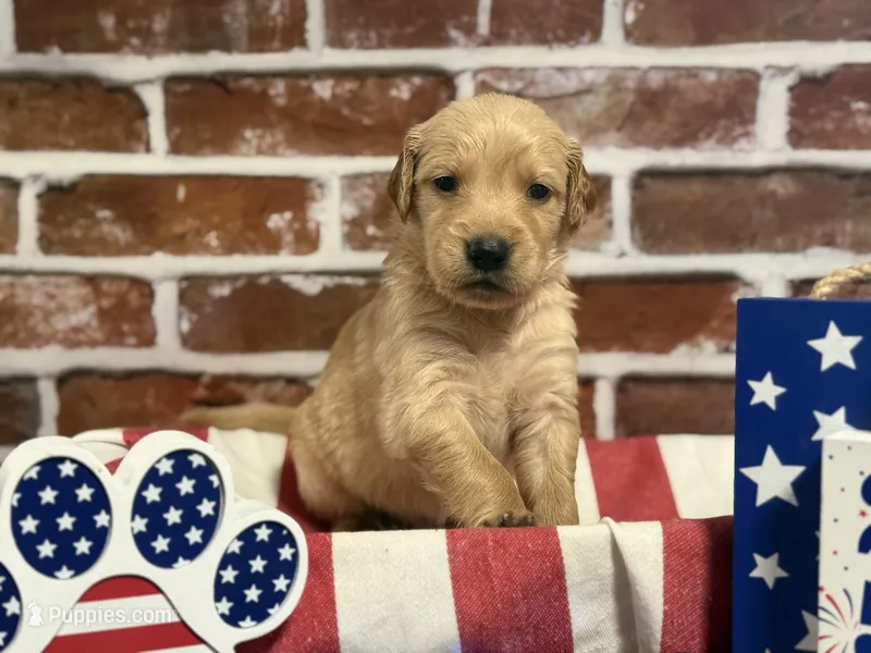 Boy5a – Golden Retriever puppy for sale in Cecilia, KY