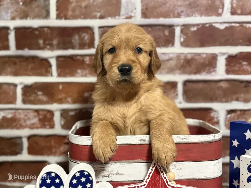 Girl1a – Golden Retriever puppy for sale in Cecilia, KY