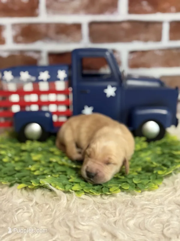 Boy5a – Golden Retriever puppy for sale in Cecilia, KY