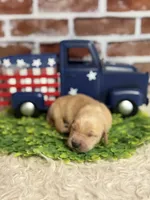 Boy5a, a male Golden Retriever for sale in Cecilia, KY – 1 of 2