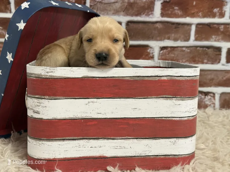 Boy4a – Golden Retriever puppy for sale in Cecilia, KY