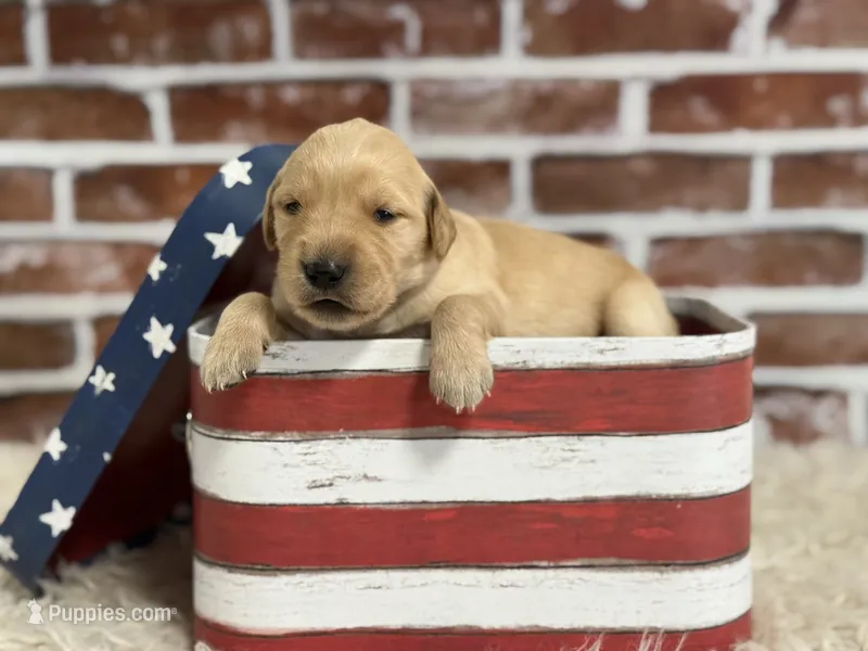 Girl4a – Golden Retriever puppy for sale in Cecilia, KY