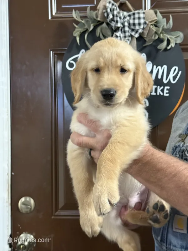 Blue collar – Golden Retriever puppy for sale in Cecilia, KY