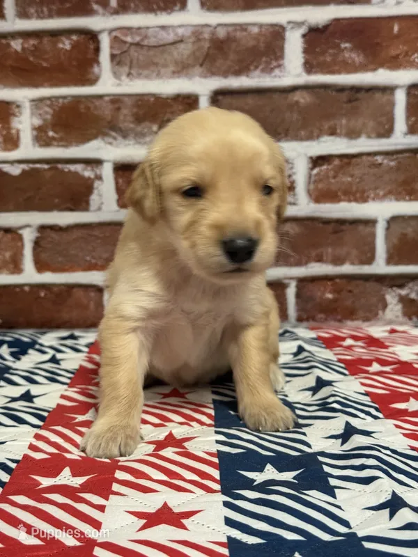 Boy1a – Golden Retriever puppy for sale in Cecilia, KY