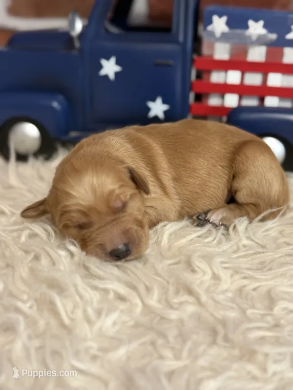 Boy7a – Golden Retriever puppy for sale in Cecilia, KY