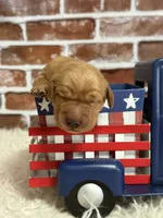 Girl1, a female Golden Retriever for sale in Cecilia, KY – 2 of 2