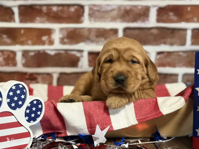 Girl1 – Golden Retriever puppy for sale in Cecilia, KY