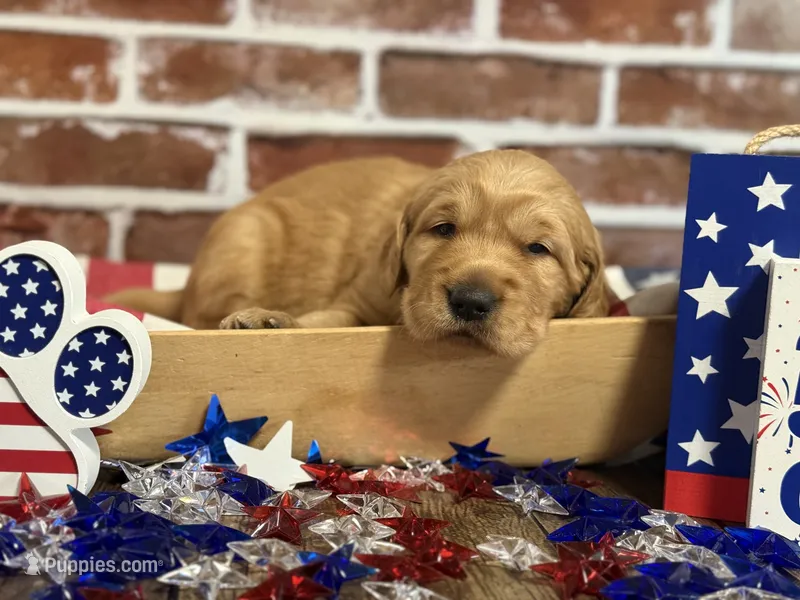 Boy 1 – Golden Retriever puppy for sale in Cecilia, KY