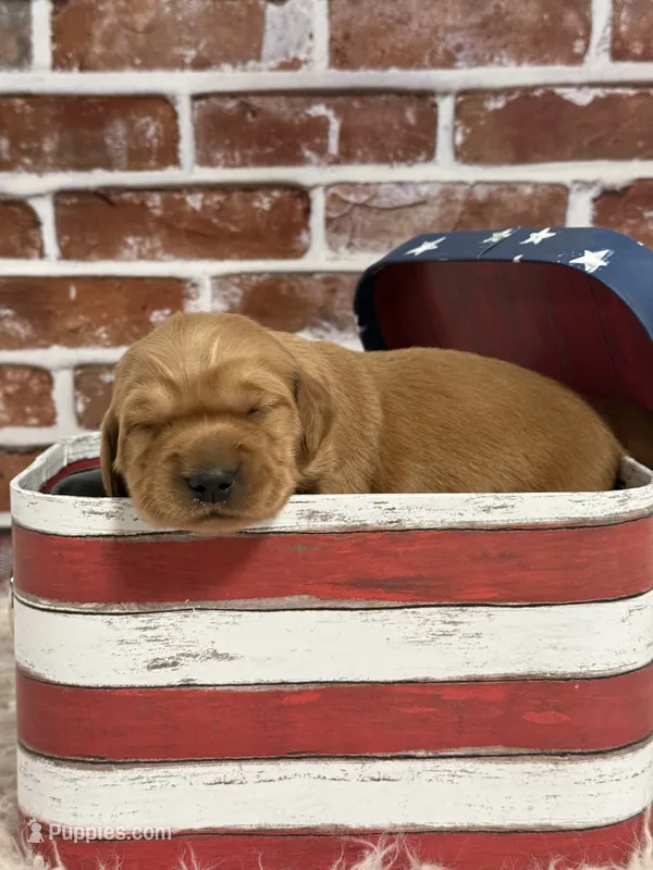 Girl1 – Golden Retriever puppy for sale in Cecilia, KY
