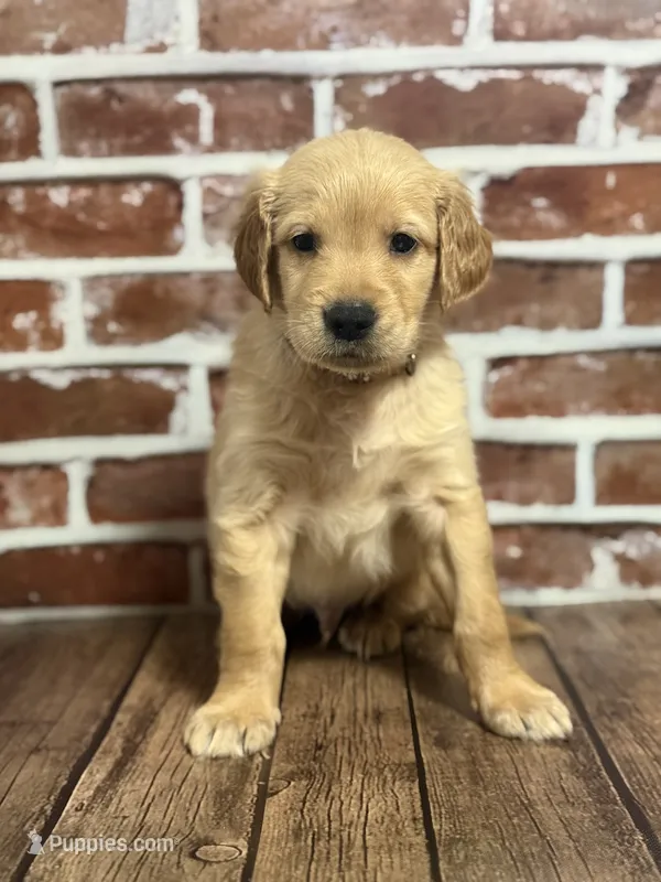 Brown collar – Golden Retriever puppy for sale in Cecilia, KY