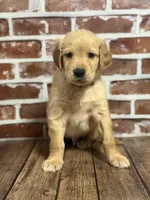 Brown collar, a male Golden Retriever for sale in Cecilia, KY – 1 of 2