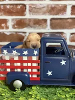 Boy5a, a male Golden Retriever for sale in Cecilia, KY – 2 of 2