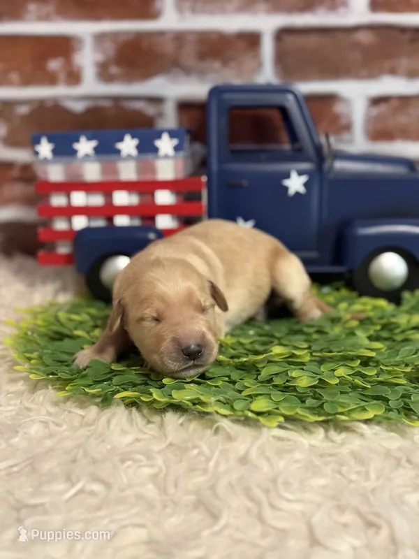 Girl5a – Golden Retriever puppy for sale in Cecilia, KY