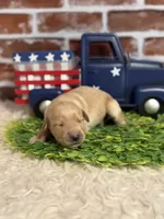 Girl5a, a female Golden Retriever for sale in Cecilia, KY – 1 of 2