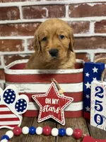Aqua collar , a female Golden Retriever for sale in Cecilia, KY – 4 of 4