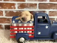 Boy1a, a male Golden Retriever for sale in Cecilia, KY – 1 of 2