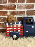 Girl1a, a female Golden Retriever for sale in Cecilia, KY – 2 of 2