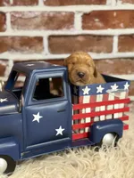 Boy8a, a male Golden Retriever for sale in Cecilia, KY – 2 of 2