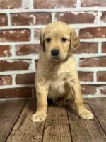 Brown collar, a male Golden Retriever for sale in Cecilia, KY – 2 of 2