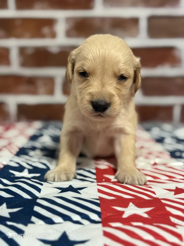 Boy4a – Golden Retriever puppy for sale in Cecilia, KY