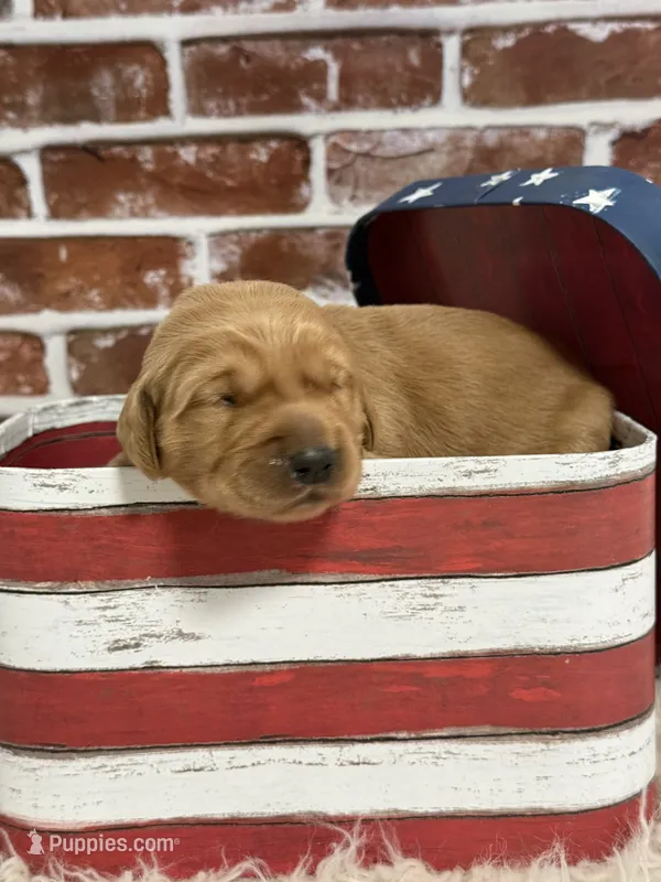 Girl2 – Golden Retriever puppy for sale in Cecilia, KY