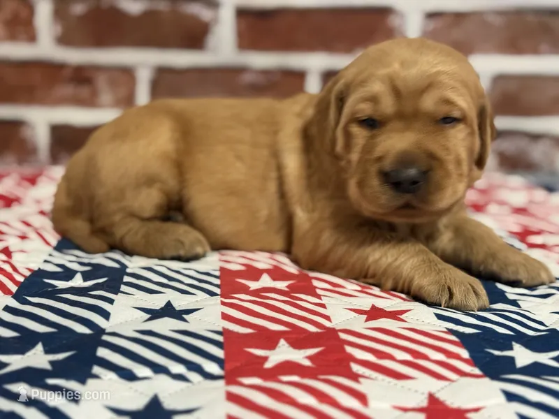 Boy2 – Golden Retriever puppy for sale in Cecilia, KY
