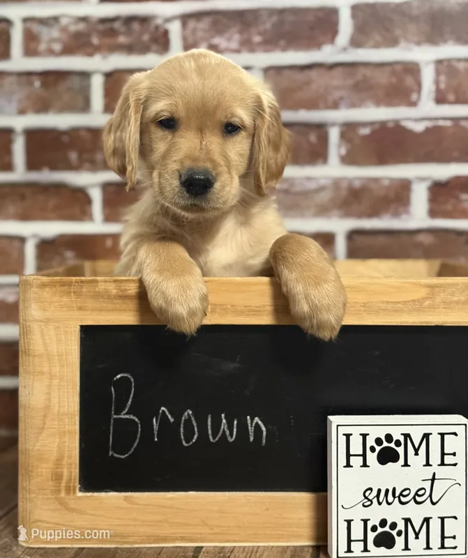 Brown collar – Golden Retriever puppy for sale in Cecilia, KY