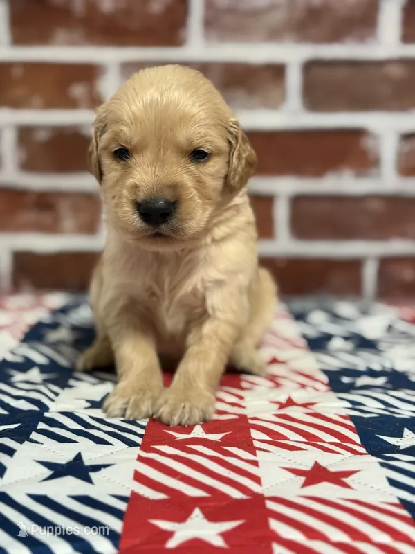 Boy6a – Golden Retriever puppy for sale in Cecilia, KY