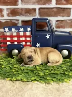 Boy6a, a male Golden Retriever for sale in Cecilia, KY – 2 of 2