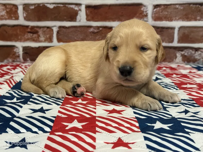 Boy3a – Golden Retriever puppy for sale in Cecilia, KY