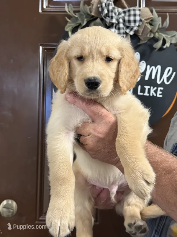 Lime collar – Golden Retriever puppy for sale in Cecilia, KY