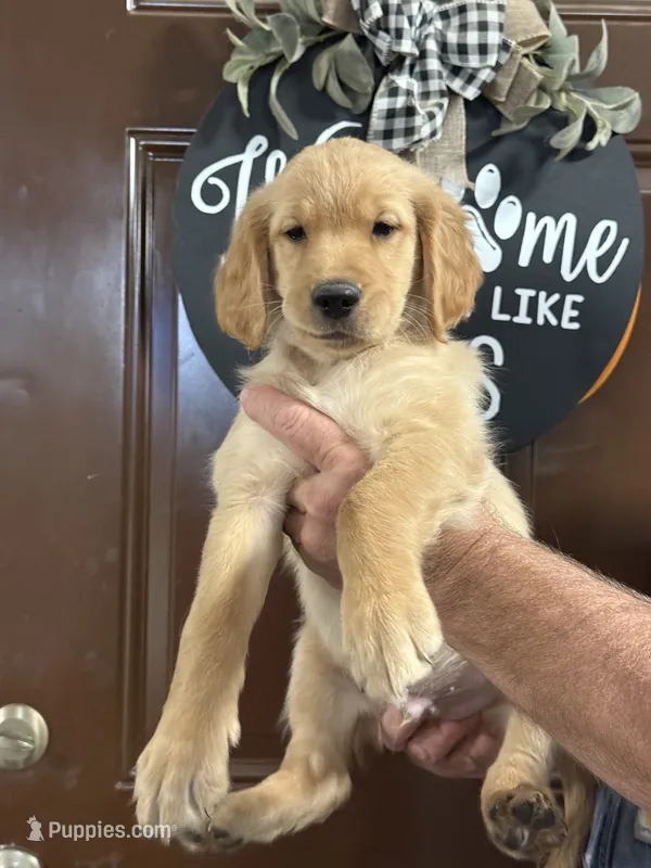 Brown collar – Golden Retriever puppy for sale in Cecilia, KY