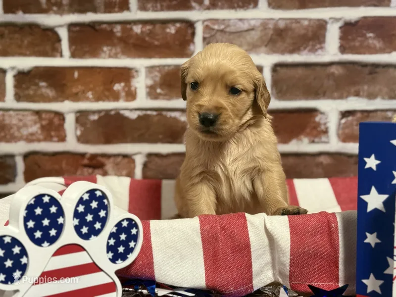 Girl3a – Golden Retriever puppy for sale in Cecilia, KY