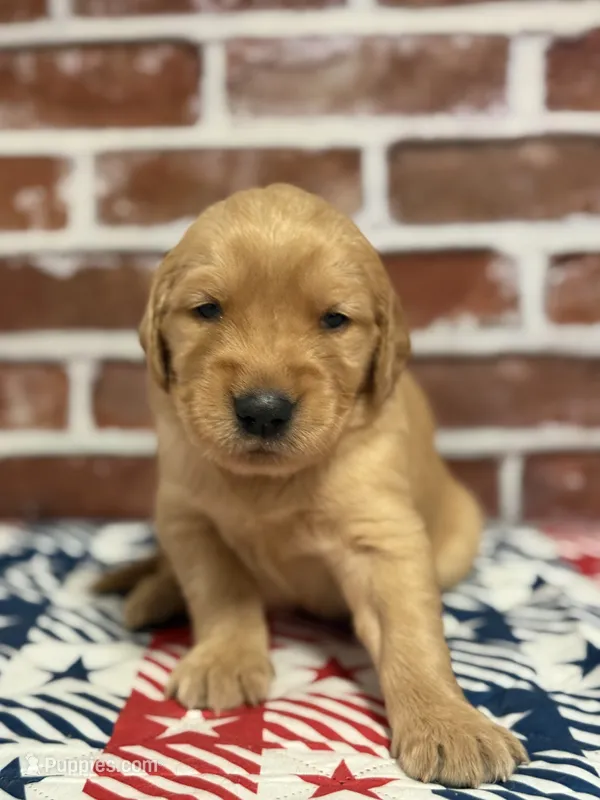 Boy7a – Golden Retriever puppy for sale in Cecilia, KY