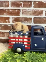 Girl4a, a female Golden Retriever for sale in Cecilia, KY – 2 of 2