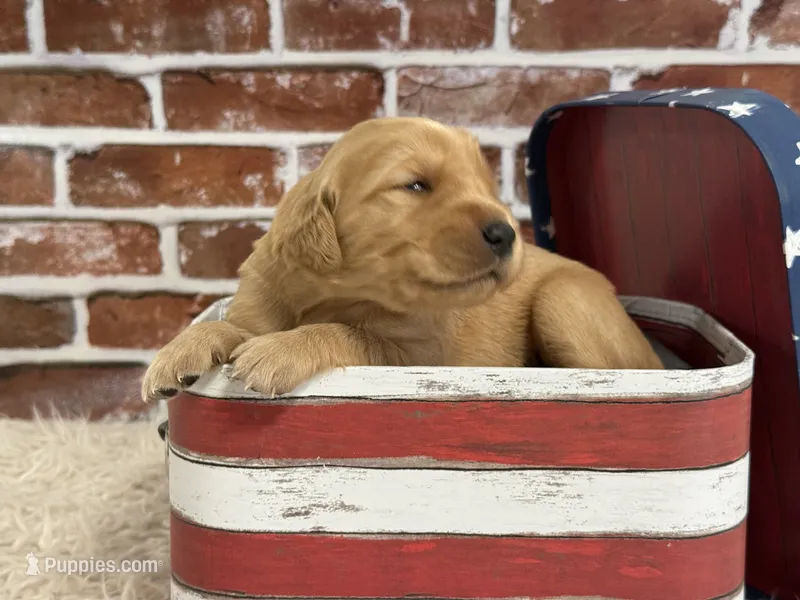 Boy7a – Golden Retriever puppy for sale in Cecilia, KY
