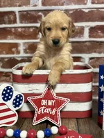 Lime collar, a male Golden Retriever for sale in Cecilia, KY – 4 of 4