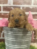 Ginger girl, a female Golden Retriever for sale in Cecilia, KY – Photo 2 of 2