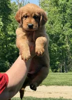 Red collar, a female Golden Retriever for sale in Cecilia, KY – Photo 2 of 3