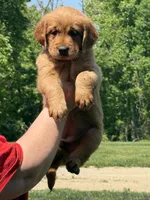 Red collar, a female Golden Retriever for sale in Cecilia, KY – Photo 3 of 3