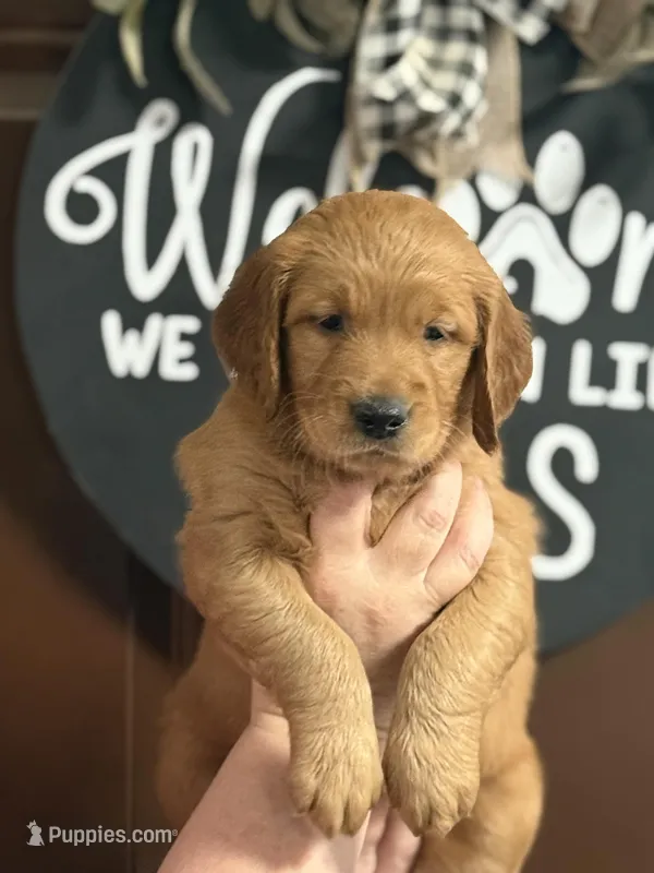 Ginger girl – Golden Retriever puppy for sale in Cecilia, KY