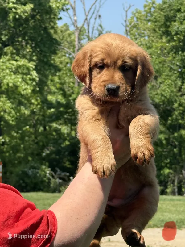 Red collar – Golden Retriever puppy for sale in Cecilia, KY