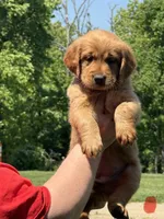 Red collar, a female Golden Retriever for sale in Cecilia, KY – Photo 1 of 3