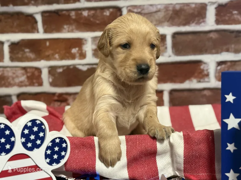 Girl5a – Golden Retriever puppy for sale in Cecilia, KY