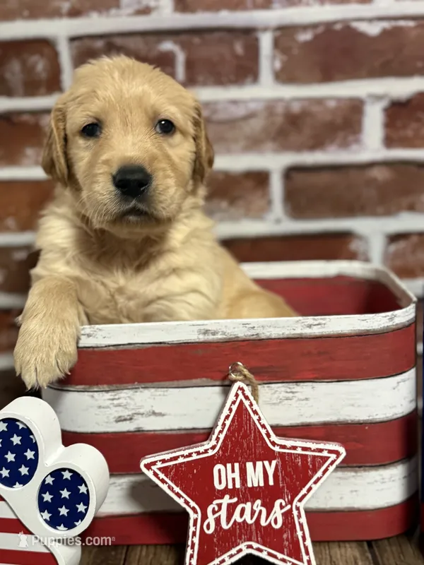 Boy2a – Golden Retriever puppy for sale in Cecilia, KY
