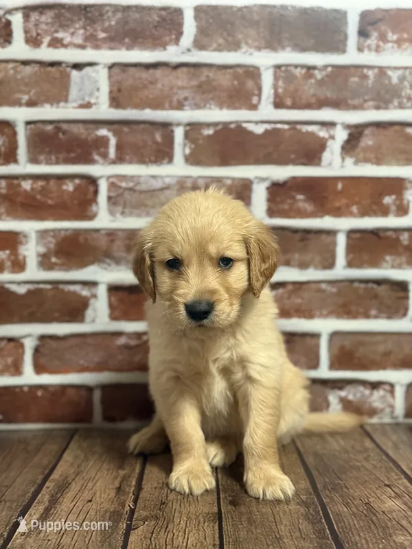 Light blue collar – Golden Retriever puppy for sale in Cecilia, KY