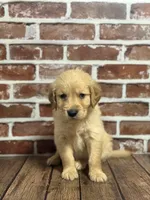 Light blue collar, a male Golden Retriever for sale in Cecilia, KY – 1 of 3